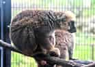 動物図鑑・シロビタイキツネザルの写真 2